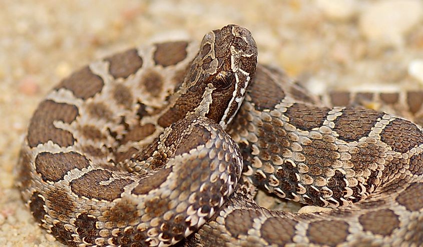 Close-up of Western massasauga rattlesnake.