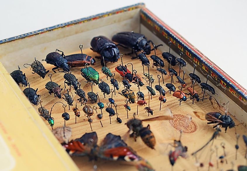 Insects specimens collected for further research