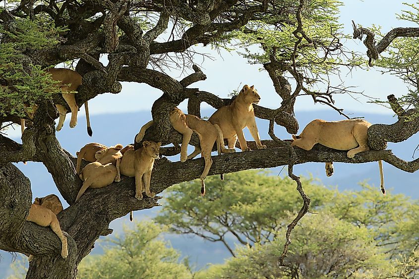 A pride of lions resting on a tree.