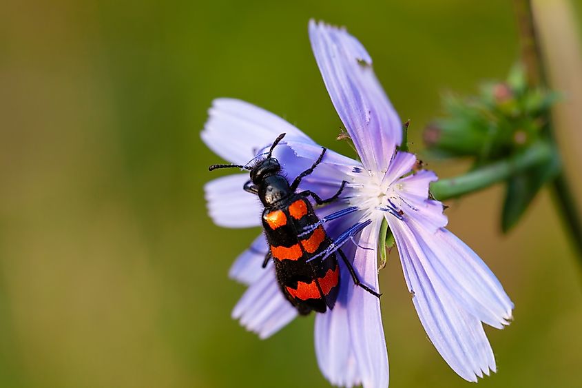 Blister beetle