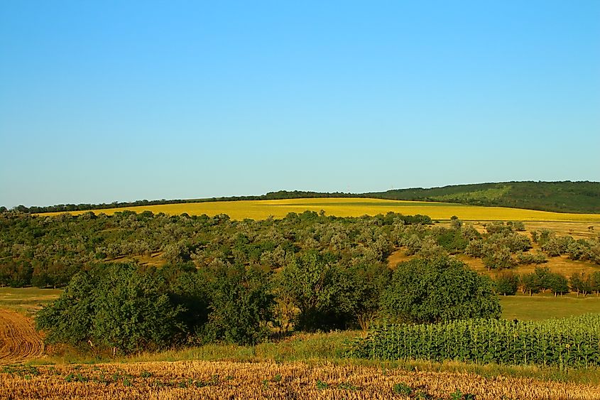 Field of green trees with the rolling hills of Konza Prairie Natural Area in the background.