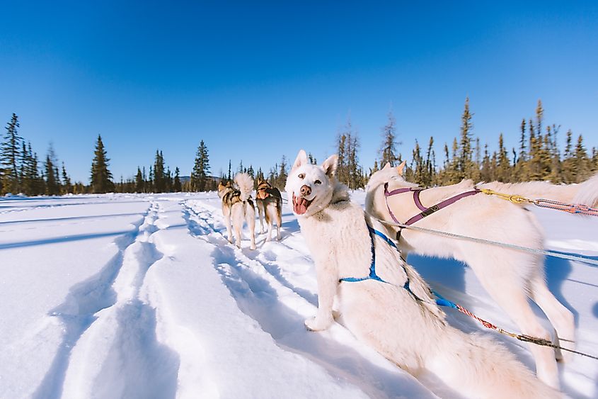 Dogsledding near Fairbanks, Alaska.