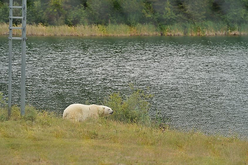 A polar bear at the Cochrane Polar Bear Habitat.