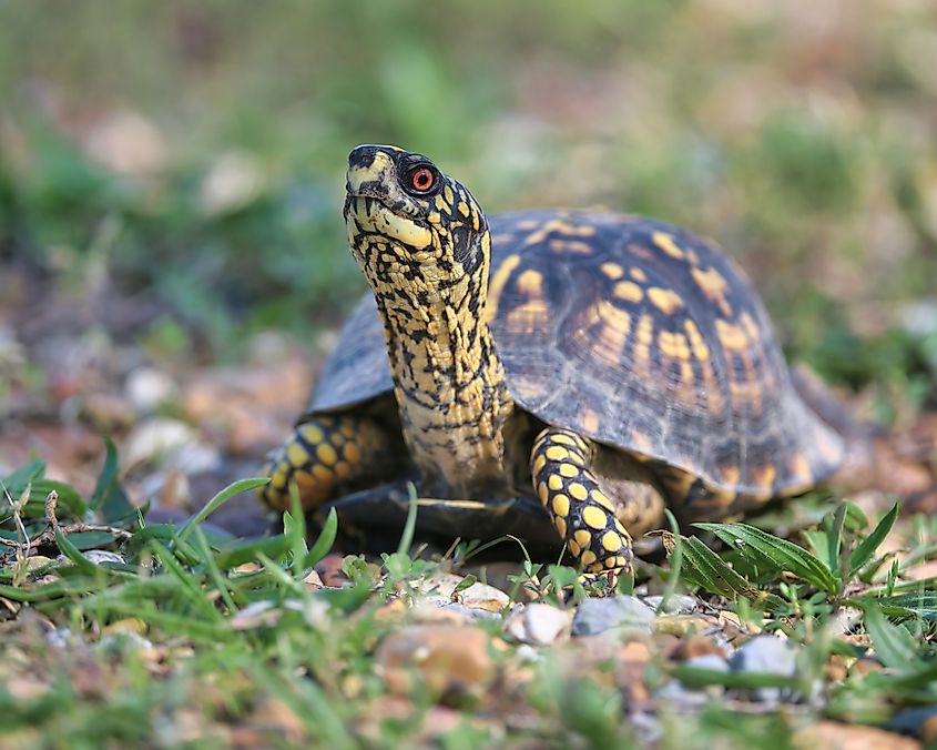 An Eastern Box Turtle in Dover, Tennessee.