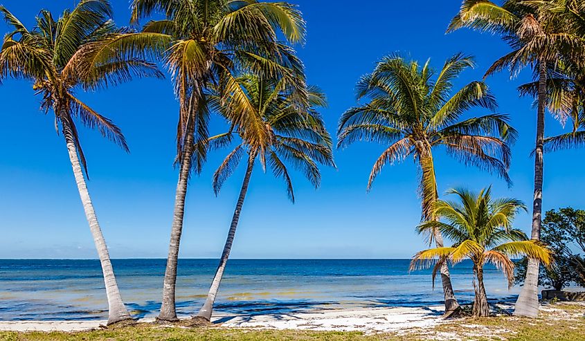 Palm trees on Gulf of Mexico in Bokeelia on Pine Island Florida