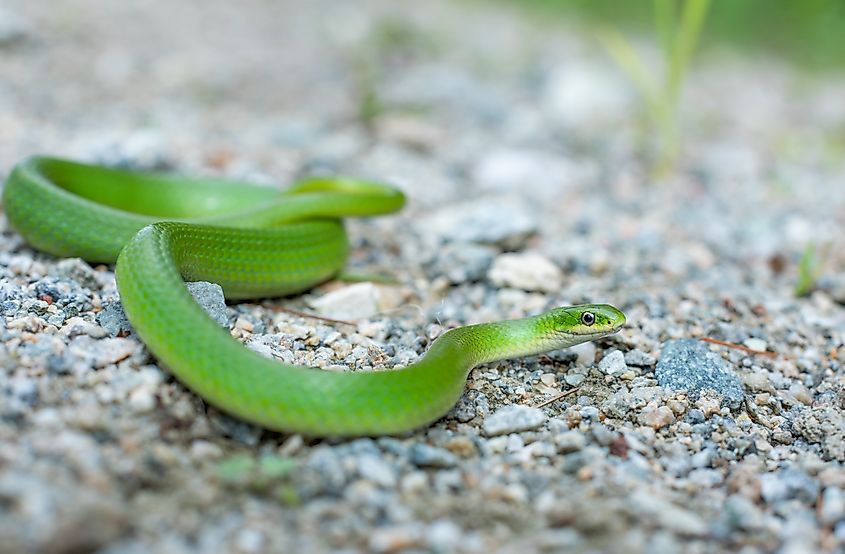 smooth green snake