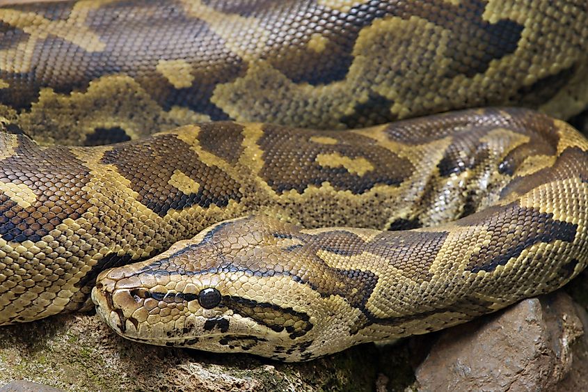 A large African rock python coiled on sandy ground showing its dark blotched pattern.