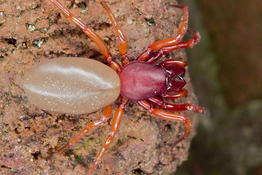 Top-down view of a Woodlouse Spider (Dysdera crocata).