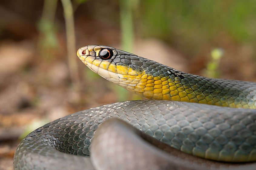Yellow Bellied Racer.