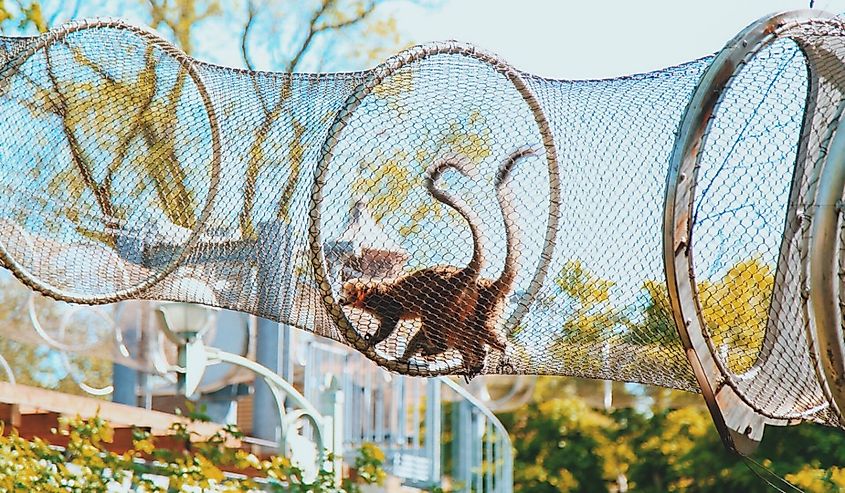 Monkeys crossing overhead through netted tunnels at the Philadelphia zoo.