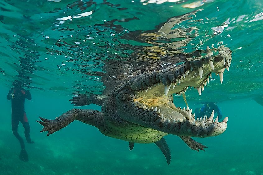 American crocodile (Crocodylus acutus), Jardines de la Reina, Cuba