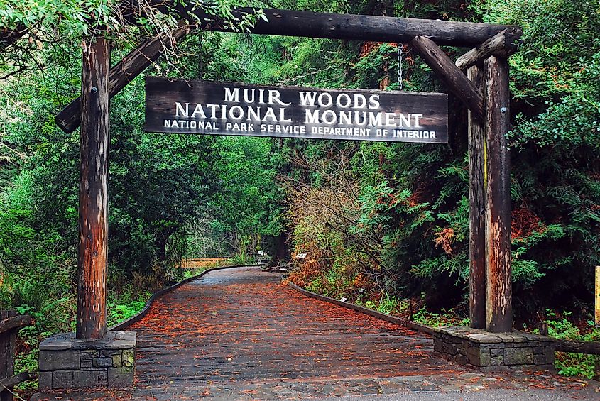 The Muir Woods National Monument.