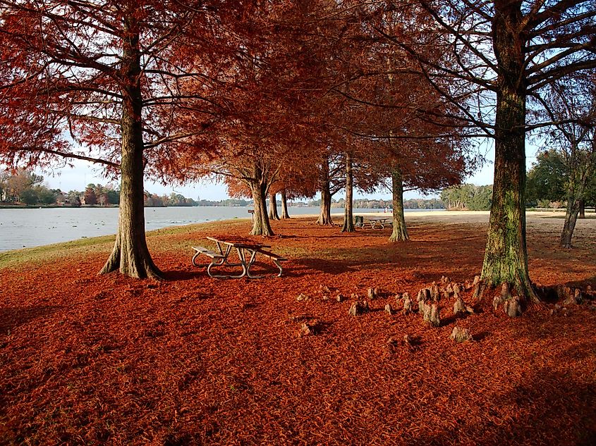 Cypress trees with red leaves in Baton Rouge, Louisiana.