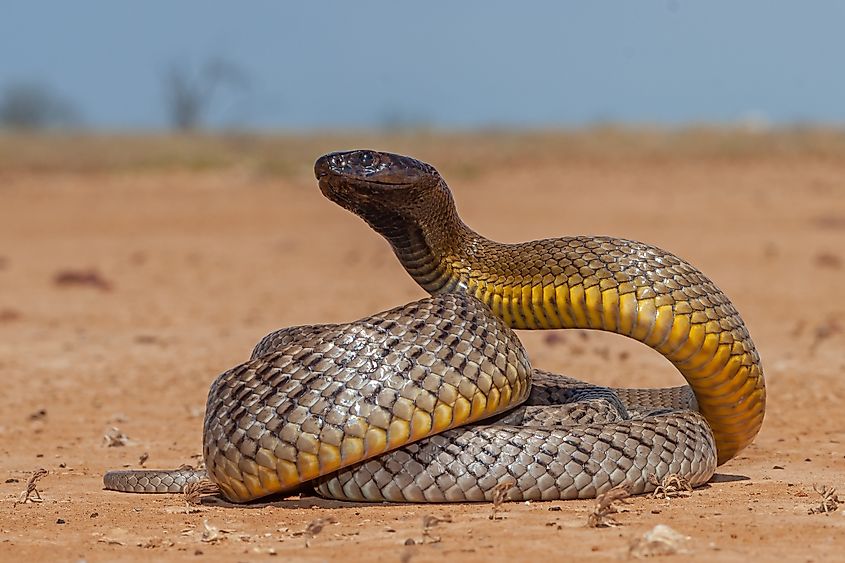 An inland taipan, Australia’s highly venomous snake