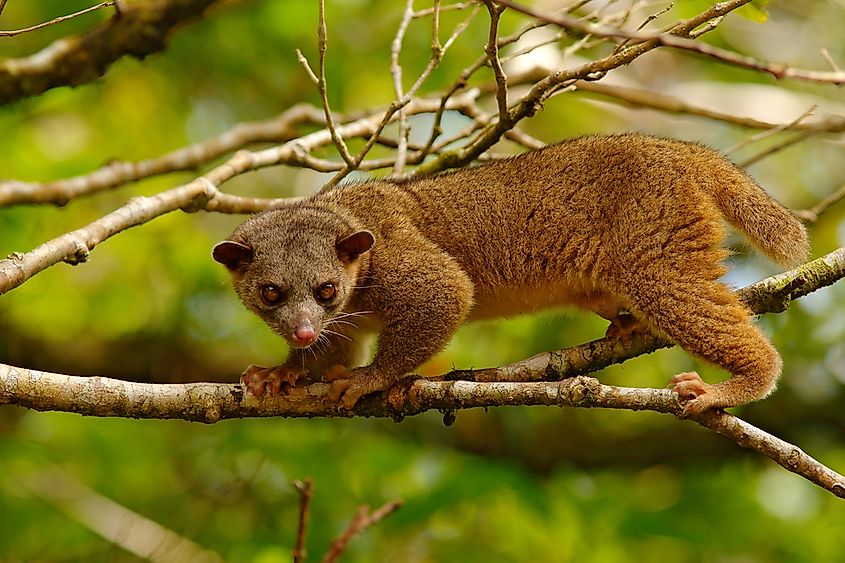 What Animals Live In The Amazon Rainforest WorldAtlas