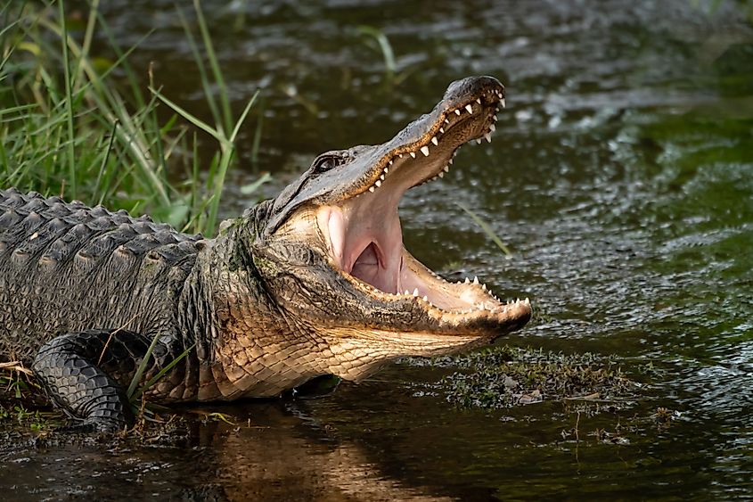 Wild American alligator with its mouth open.