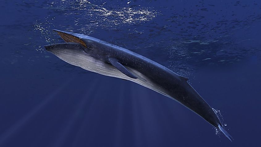 Blue whale underwater close to the sea surface