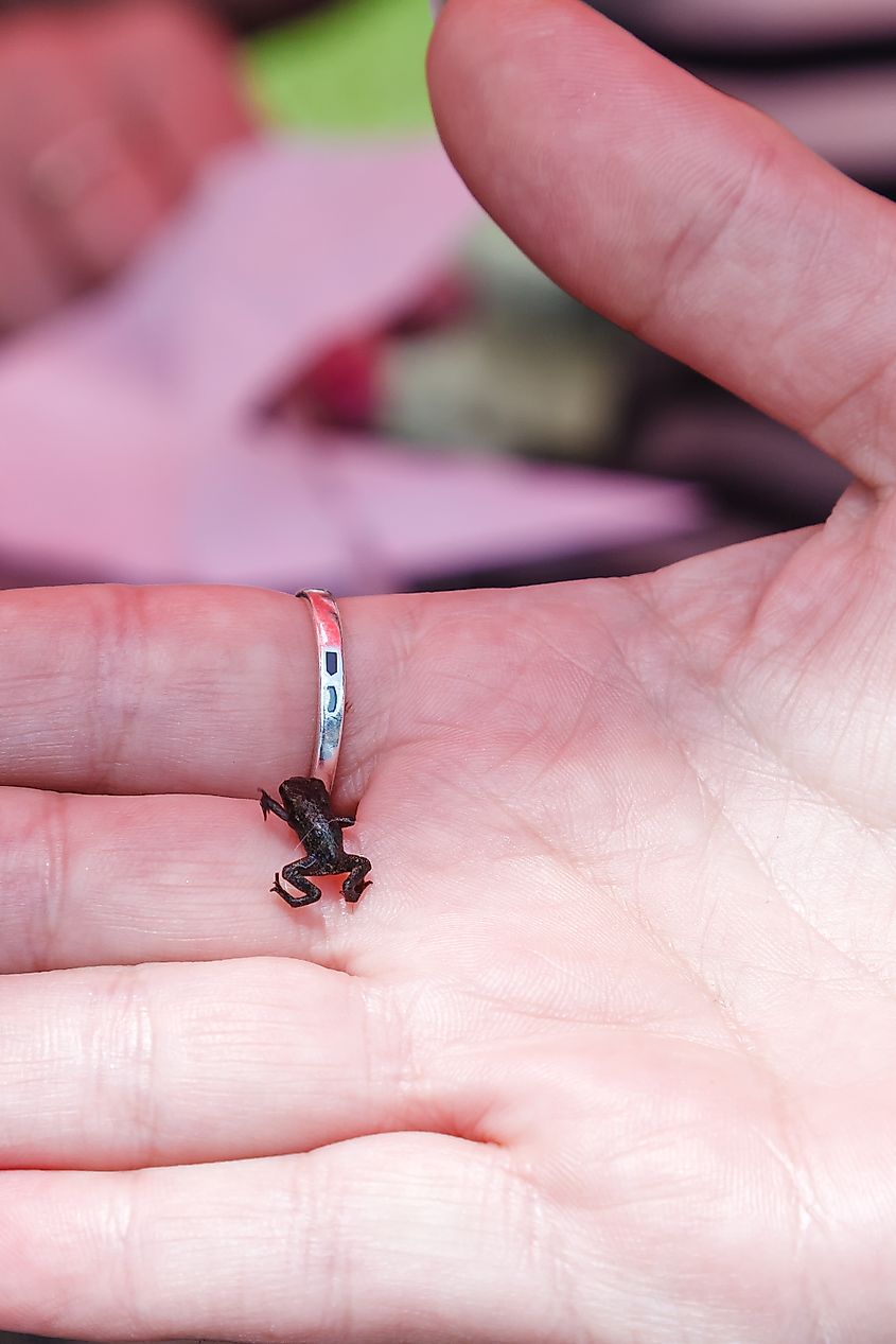 The smallest frog. Paedophryne amauensis.