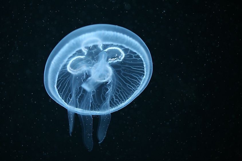 the-world-s-6-most-dangerous-jellyfish-worldatlas