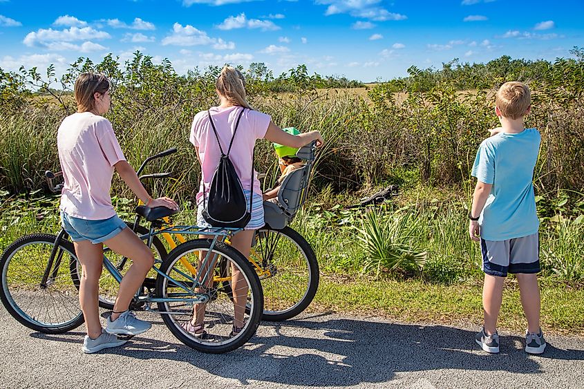 Visitors watching alligators in the Everglades.