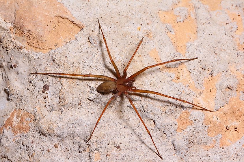 Top view of a Brown Recluse spider.