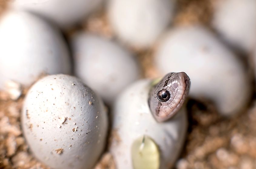 An eastern hognose snake hatching from an egg.