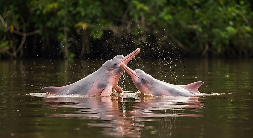 Two Amazon River Dolphins interacting in the Amazon River in Brazil.