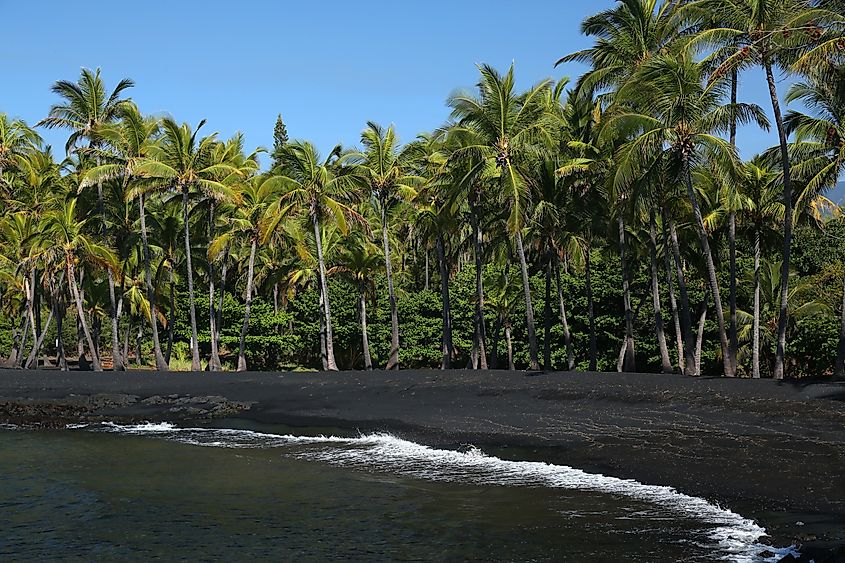 Punalu'u Black Sand Beach.