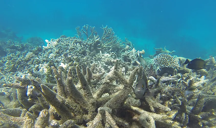 Coral bleaching on the Great Barrier Reef, Port Douglas, Far North Queensland.