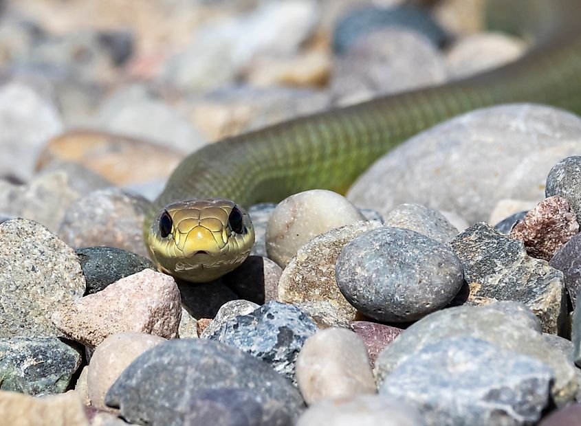 A North American Racer.