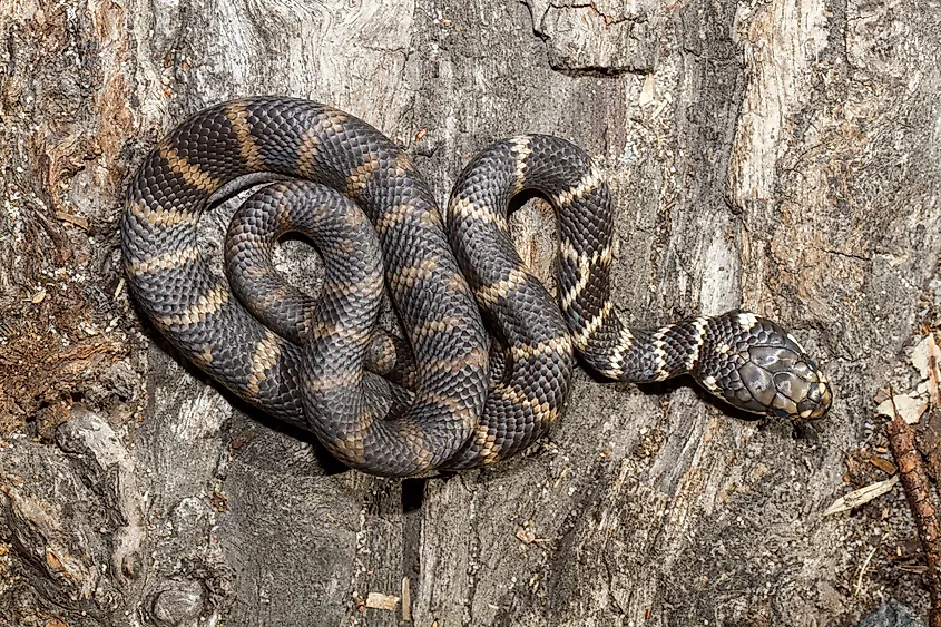 Stephens' Banded Snake on a log.