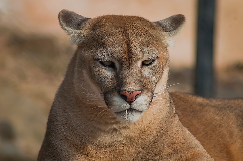 Puma concolor