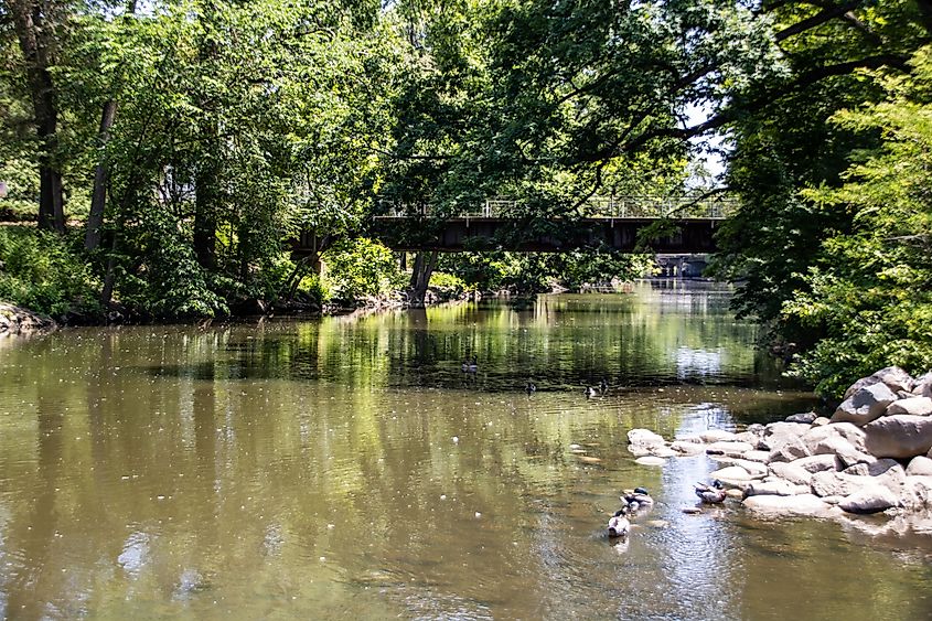 The Red Cedar River in summer, Michigan.