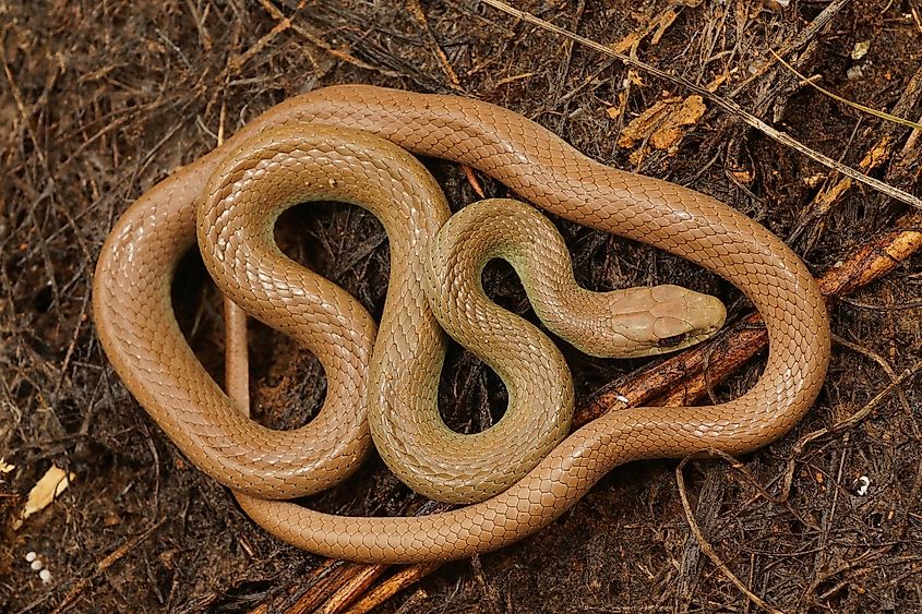 A coiled up Western Yellow-Bellied Racer snake