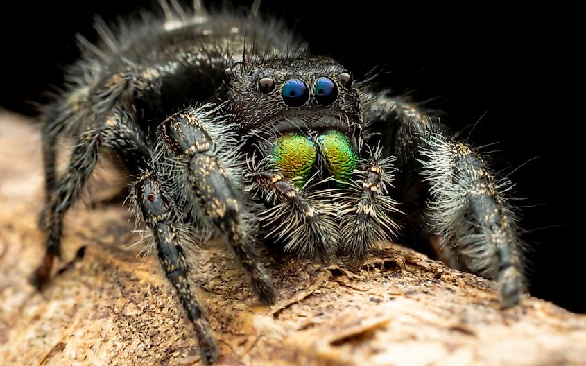 Phidippus audax is a common jumping spider of North America. It is commonly referred to as the daring jumping spider, or bold jumping spider.