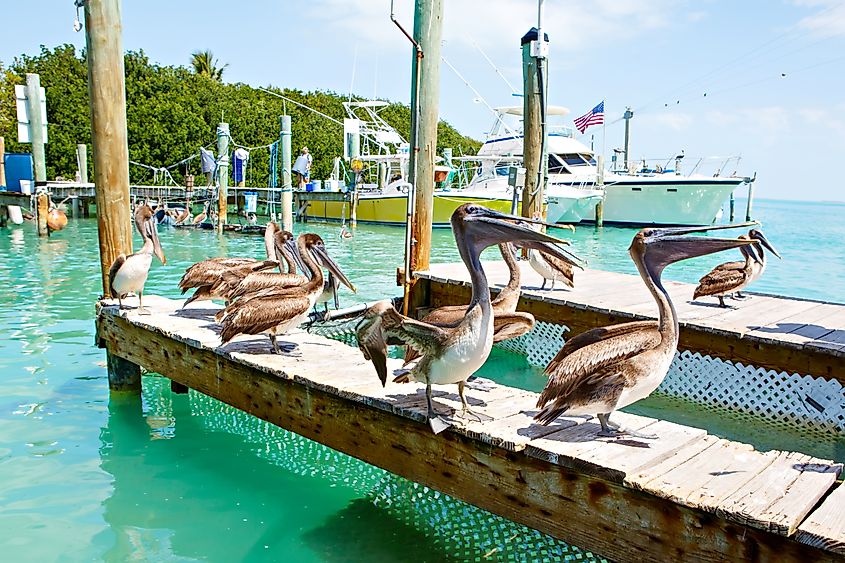 Big brown pelicans in port of Islamorada, Florida. 