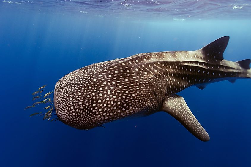 Close up of a whale shark at Ningaloo Reef, Western Australia.
