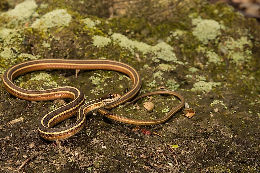 Eastern ribbon snake (Thamnophis saurita)