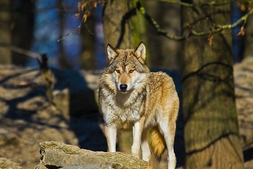 Eastern Grey Wolf (Canis-lupus)