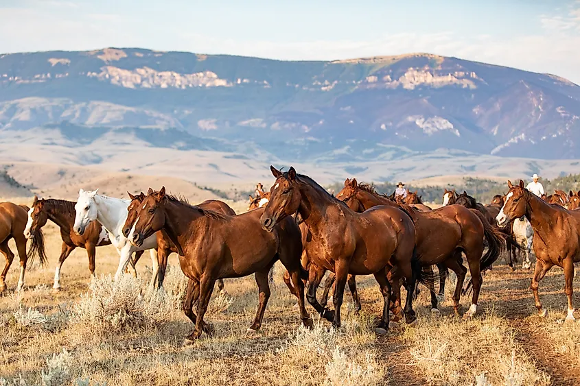 Horses grazing in the Pryor Mountain Wild Horse Range near Lovell, Wyoming.