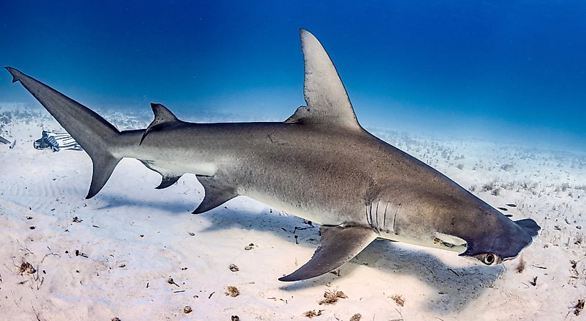 Hammerhead in Bimini, the Bahamas.