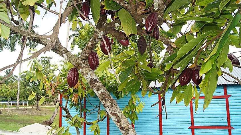 A cocoa plant growing in the Dominican Republic.