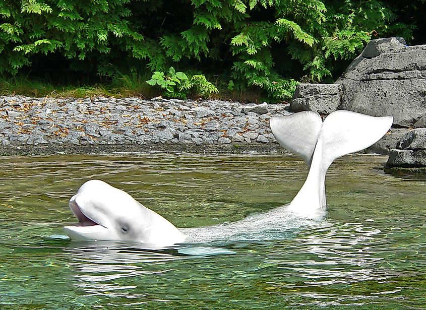 A beluga showing its tail fin.