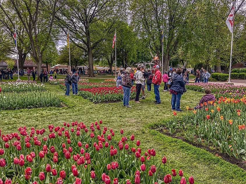 Annual Tulip Festival in Orange City, Iowa.