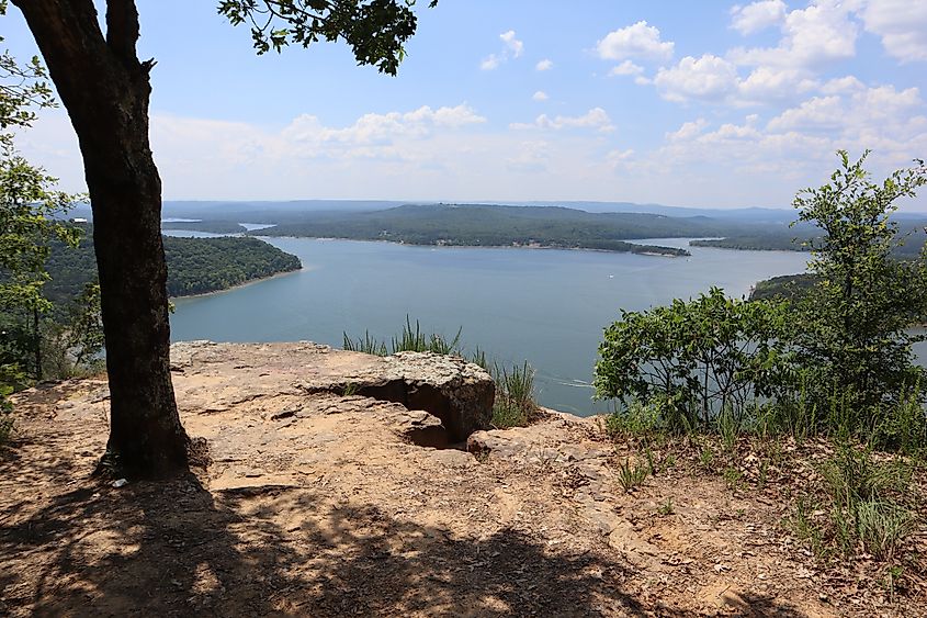 A northern water snake sunning itself on a half-submerged log.