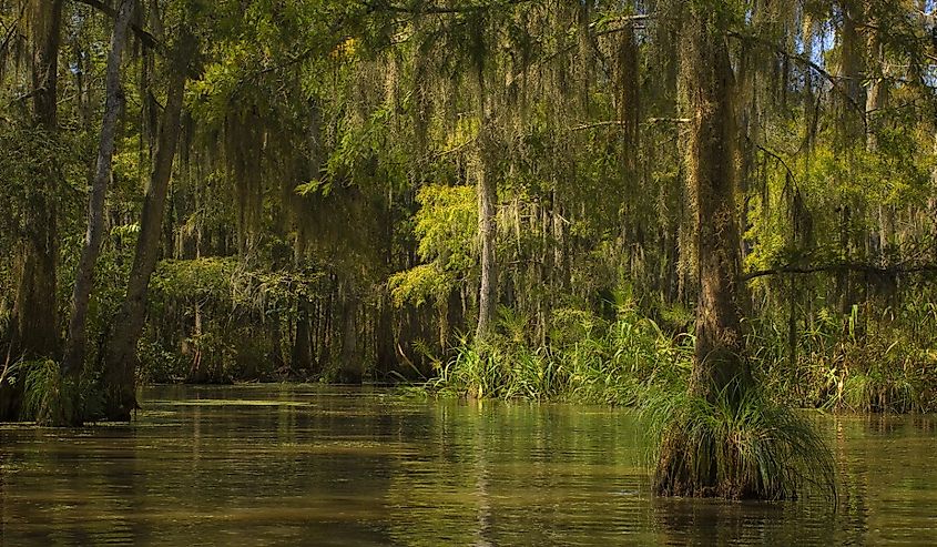 Bayou in Honey Island Swamp.