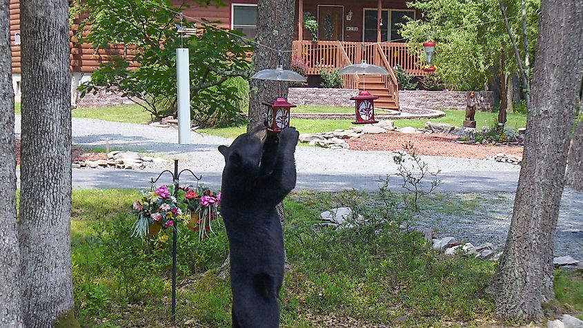 Black bear standing to eat from a bird feeder in Hawley the Poconos Pennsylvania