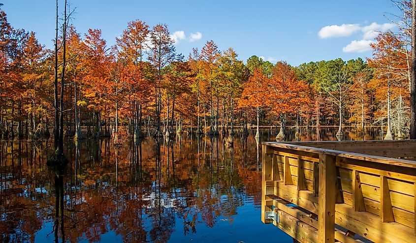 A beautiful landscape of Carvers Creek State Park in North Carolina