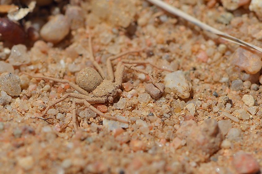 Closeup picture of the six-eyed sand spider of the genus Hexophthalma (maybe H. hahni or H. goanikontesensis) and former Sicarius (family Sicariidae).