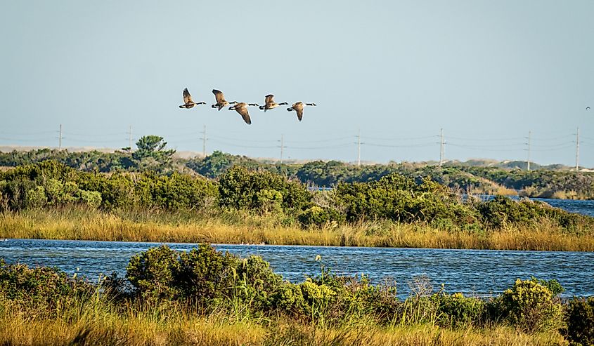 Geese fly ver Pea Island National Wildlife Refuge in autumn. Image credit Wileydoc via Shutterstock.